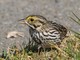 Savannah Sparrow (Passerculus sandwichensis) 