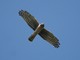 Northern Harrier (Circus hudsonius) 