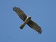 Northern Harrier (Circus hudsonius)