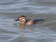 Ruddy Duck (Oxyura jamaicensis) Female