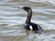 Pelagic Cormorant (Phalacrocorax pelagicus) 