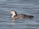 Common Loon (Gavia immer) Nonbreeding