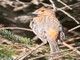 House Finch (Carpodacus mexicanus) Male