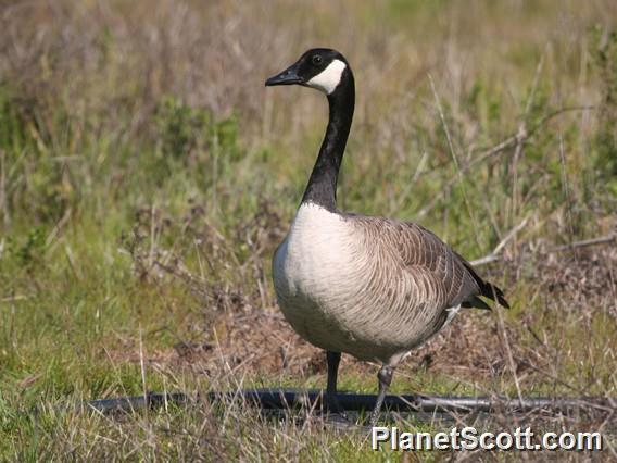 Canada Goose (Branta canadensis)