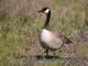 Canada Goose (Branta canadensis) 