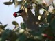 Cedar Waxwing (Bombycilla cedrorum) 