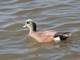 American Wigeon (Mareca americana) Male