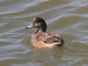 American Wigeon (Mareca americana) Female