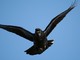 Common Raven (Corvus corax) 