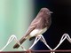 Black Phoebe (Sayornis nigricans) 