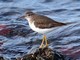 Spotted Sandpiper (Tringa macularia) Nonbreeding