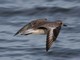 Black-bellied Plover (Pluvialis squatarola) 