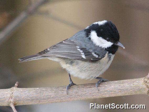 Coal Tit (Periparus ater)