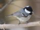 Coal Tit (Parus ater) 