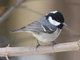 Coal Tit (Parus ater)