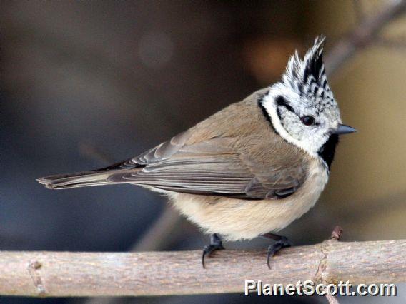 Crested Tit (Lophophanes cristatus)