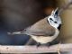 Crested Tit (Parus cristatus) 