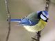 Blue Tit (Parus caeruleus) 