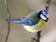 Blue Tit (Parus caeruleus)