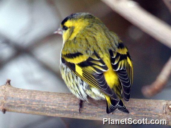 Eurasian Siskin (Spinus spinus)