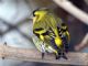 Eurasian Siskin (Carduelis spinus) 