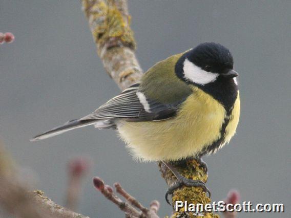 Great Tit (Parus major)