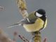 Great Tit (Parus major) European 