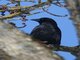 Carrion Crow (Corvus corone)