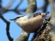 Wood Nuthatch (Sitta europaea) 