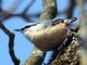 Wood Nuthatch (Sitta europaea)