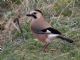 Eurasian Jay (Garrulus glandarius) Turkey