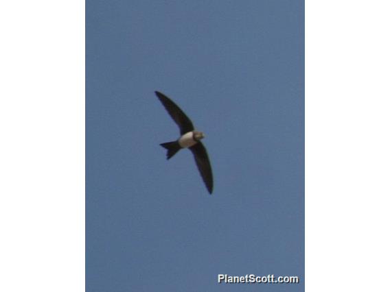 Alpine Swift (Tachymarptis melba)