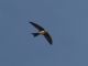 Alpine Swift (Tachymarptis melba) 