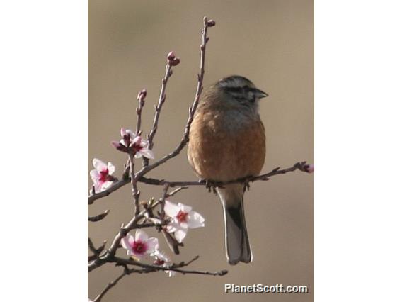 Rock Bunting (Emberiza cia)