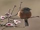Rock Bunting (Emberiza cia)