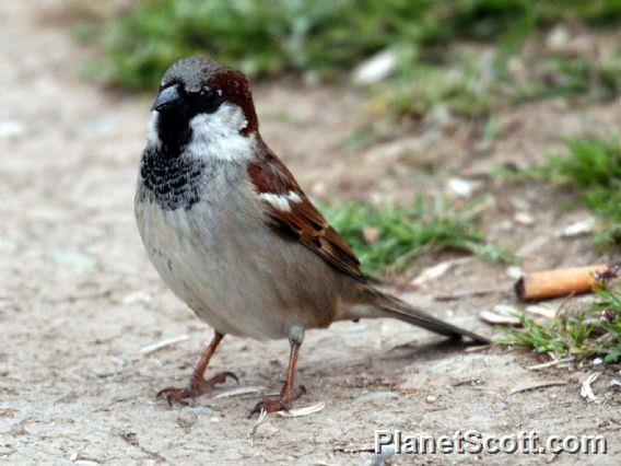 House Sparrow (Passer domesticus)