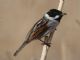 Reed Bunting (Emberiza schoeniclus) Male