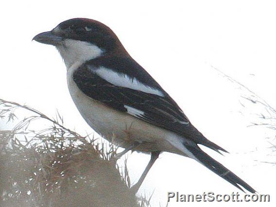 Woodchat Shrike (Lanius senator)