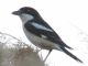 Woodchat Shrike (Lanius senator) 