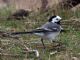 White Wagtail (Motacilla alba) Male