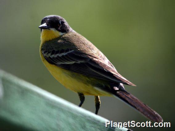 Western Yellow Wagtail (Motacilla flava)