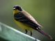 Yellow Wagtail (Motacilla flava) Male