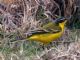 Yellow Wagtail (Motacilla flava) Female