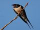 Barn Swallow (Hirundo rustica) 