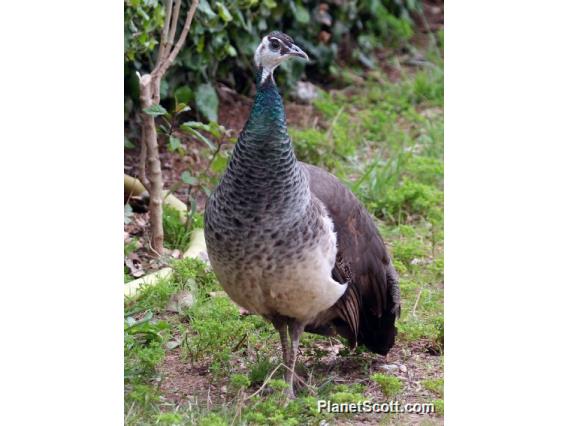 Indian Peafowl (Pavo cristatus)