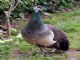 Indian Peafowl (Pavo cristatus) 