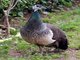 Indian Peafowl (Pavo cristatus)