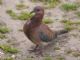 Laughing Dove (Streptopelia senegalensis) 