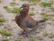 Laughing Dove (Streptopelia senegalensis)