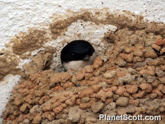 Western House-Martin (Delichon urbicum)